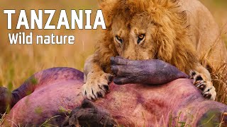 WILD TANZANIA | Ruthless nature and ancient tribes