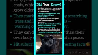 The Black Panther isn't a separate species. #wildlife #shorts