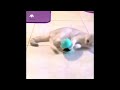 Oem wholesale cattoy funny pettrainingtool cat leaking food ball toy educational tumbler