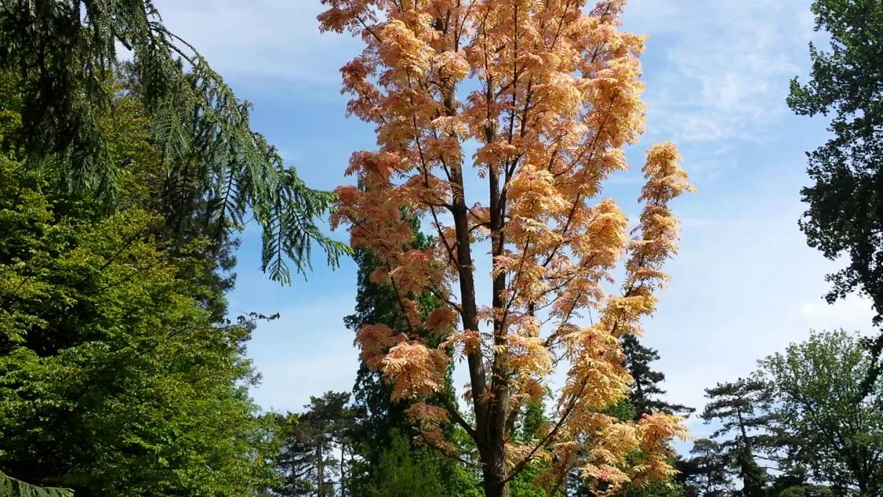 cèdrela flamant rose / Toona sinensis botanique de Tours