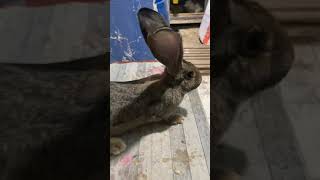 Velikan Tavşan..en Saf Ve En Orjinalinden..6 Aylık Dişi Kulak 23 Cm..