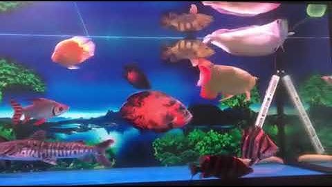 Xử lý  sạch nước bể cá cảnh