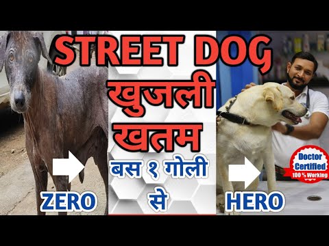 कुत्तो मे खुज्ली का इलाज | Street Stray Dog | Kutto | Khujli ka ilaj | Street Dog Skin Problem