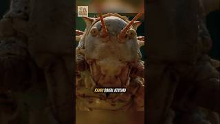 Jangkrik Raksasa #faktahewan #faktaunik #jangkrik #serangga #faktabinatang