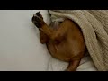 Nugget and Brinlee Starrs Videos. Funny pups . #funnydog