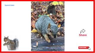 Squirrel Adam-Top FUNNY SQUIRREL VIDEOS - PREPARE YOURSELF to LAUGH ULTRA HARD!
