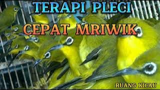 TERAPI PLECI CEPAT MRIWIK / TERAPI ZOZTEROPS