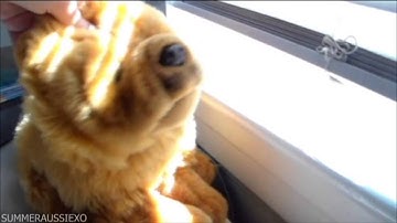 Get Outta My Way Webkinz MEP Music Video