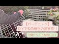 【冬のガーデニング】【多肉植物の温室作り第１弾】　空間を利用してワイヤーラティスでDIY！光と風で元気よく！冬の花壇の手入れ法