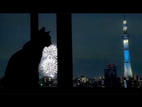 ネコ花火大会 Cat Fireworks Youtube
