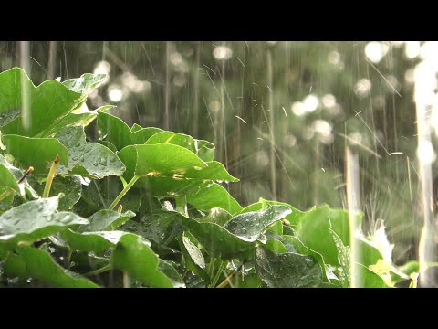 Relaxing Rain Sounds For Sleeping and Relaxing 樹林裡的下雨聲,能夠幫助入睡,放鬆和平靜下來!!