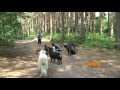 The Alpha Pack - The Alpha Pack -