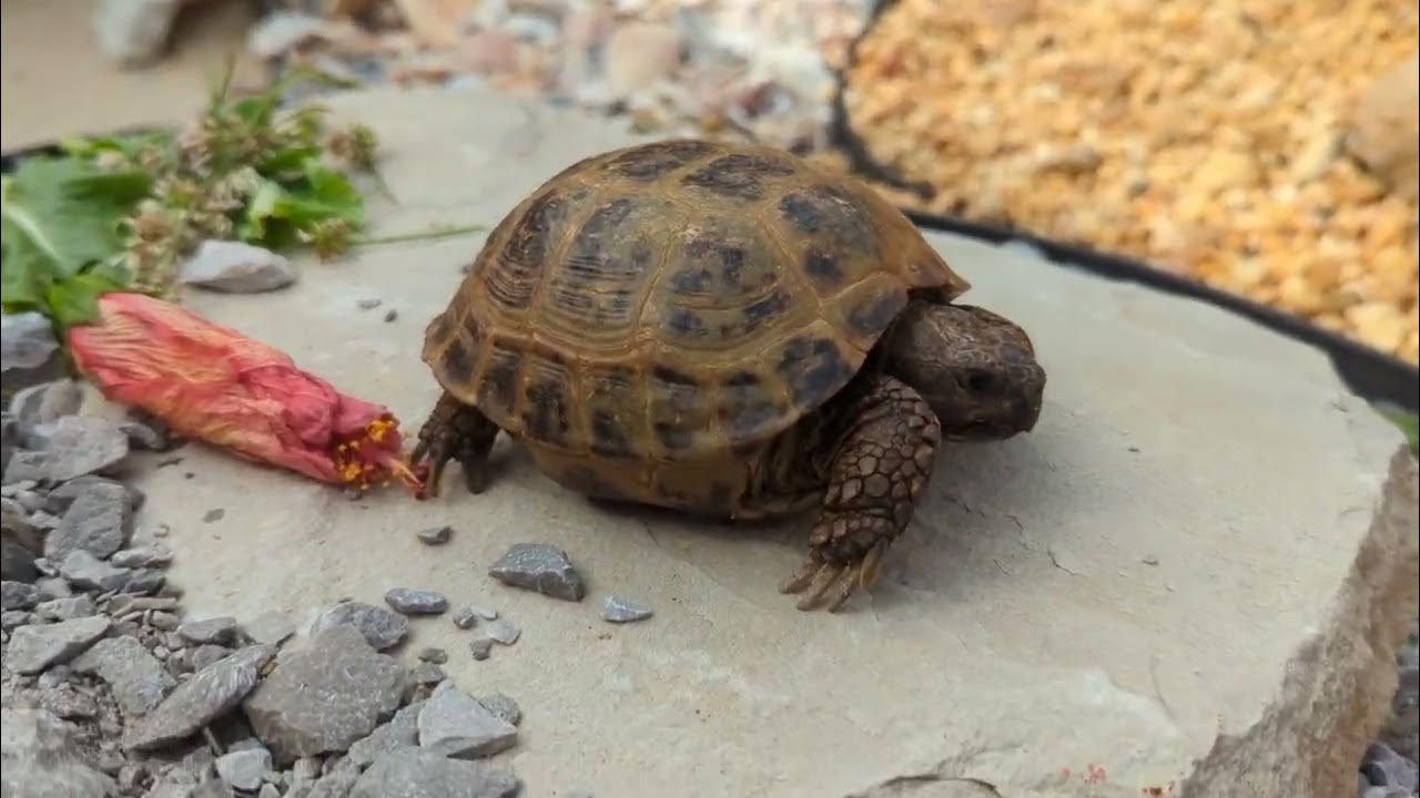 Shelly the tortoise eats clovers and explores YouTube
