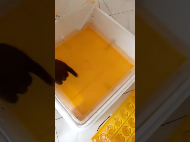 200 Eggs Incubator