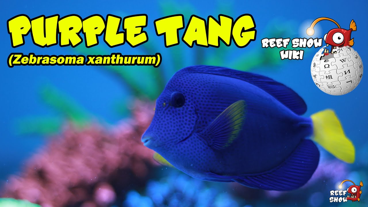 Reef Show Wiki: Purple Tang