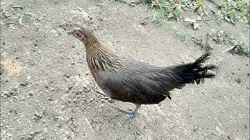 tiếng gà mái rừng kêu cục tác gọi trống 🆕 suab poj qaib tsauj 💯👍