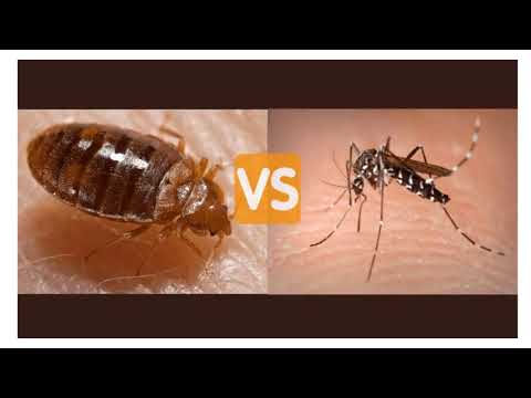 Video: Bed Bug Bites Versus Mosquito Bites: Ze Uit Elkaar Vertellen