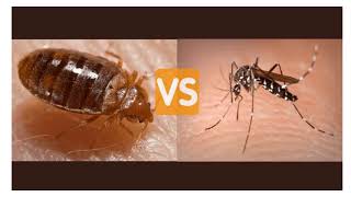 Bed Bug bites vs Mosquito bites :-Treatment For BedBug and Mosquito bite