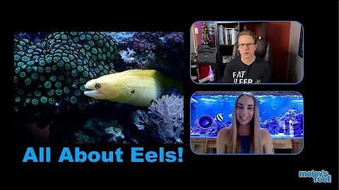 Let's talk about Eels with Amy King