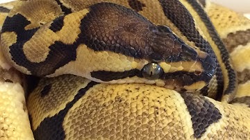 Ball Python Double Unboxing Video!!