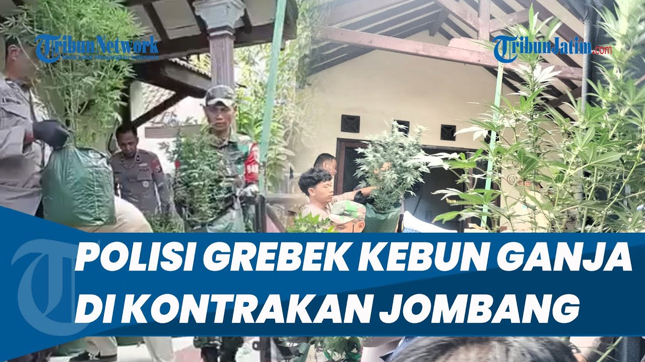 RUMAH KONTRAKAN di Mojongapit Jombang Jadi Kebun Ganja, Polisi Angkut Ratusan Pohon