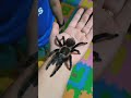 have you ever touch a tarantula #shorts #tarantula
