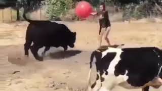 Vaquinhas Jogando Bola - Cow Ball
