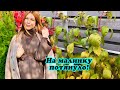 Беременная Наталья Подольская показала поздний урожай малины