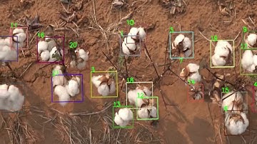 NTrack: A Multiple-Object Tracker and Dataset for Infield Cotton Boll Counting