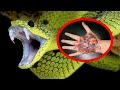 5 Serpientes Más Venenosas Del Mundo
