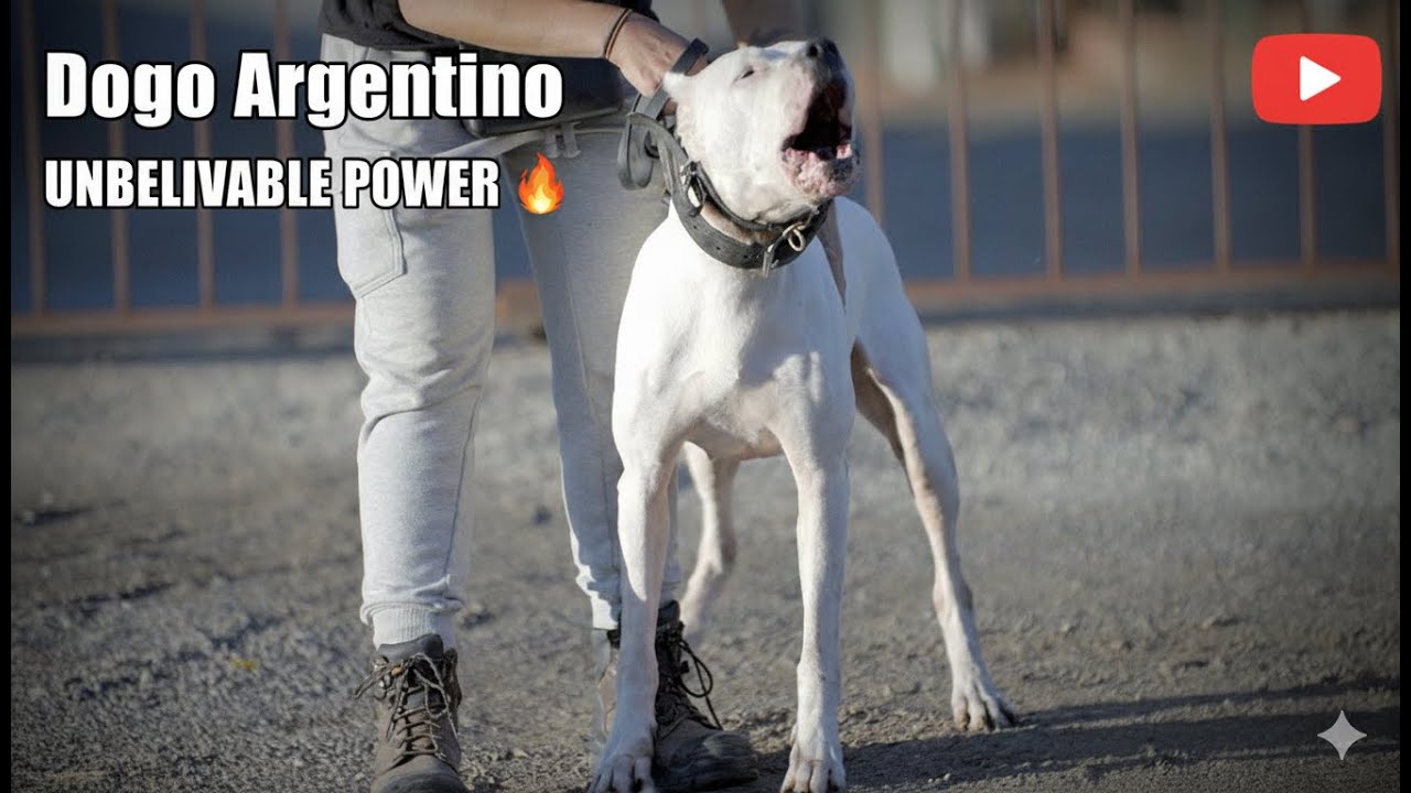 Dogo Argentino: Protection Training and Hunting