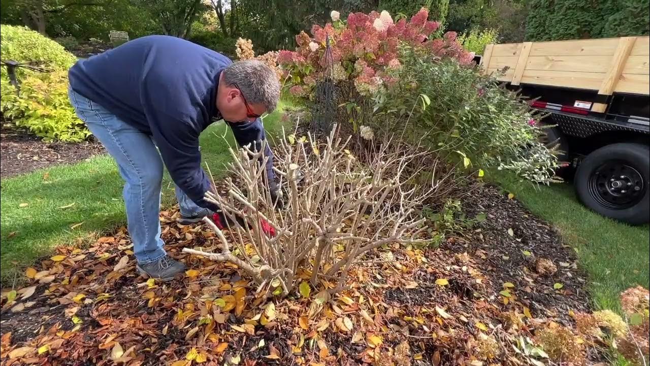 How to Trim Bobo Hydrangeas YouTube