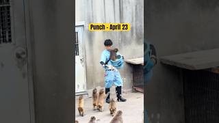 Punch - April 23, 2026 #punch #punchmonkey #monkey #shorts