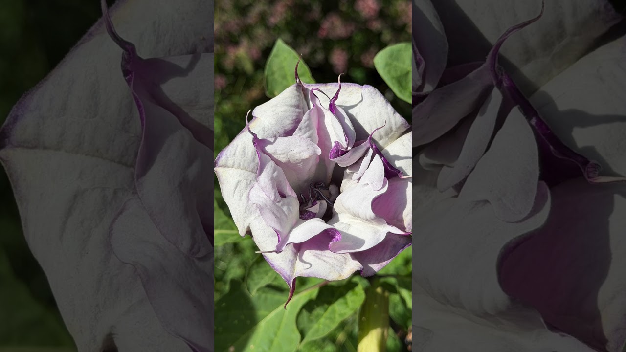 I could look at beautiful flowers all day!  #nature #flowers #arboretum