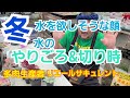 【多肉植物】多肉の水を欲しがってる顔‼️水のやりごろ&水を切り時は🎶