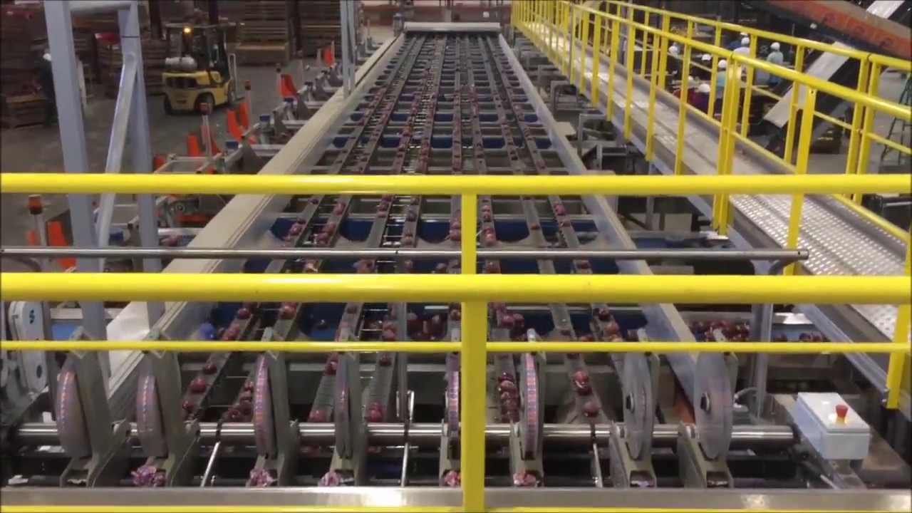 Food Automation presents Elisam GT 8 lane optical onion grader red onions