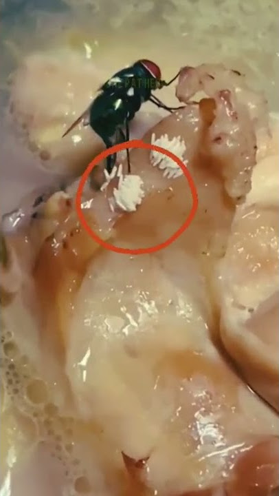 JIJIK BANGET | TELUR LALAT | Sering TERJADI DI SEKITAR ANDA  #SHORT #shorts #shortsfeed