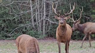 red stag