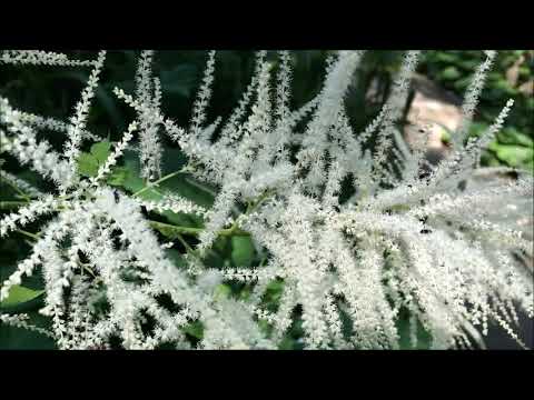 Видео: Goatsbeard