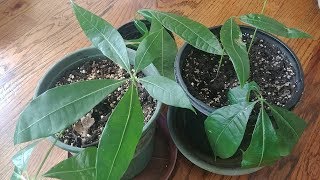 Money tree is a tropical tree. it common houseplant. in the wild can
grow up to 18 meters tall. needs lot of sunlight but leaves get
sunburn...