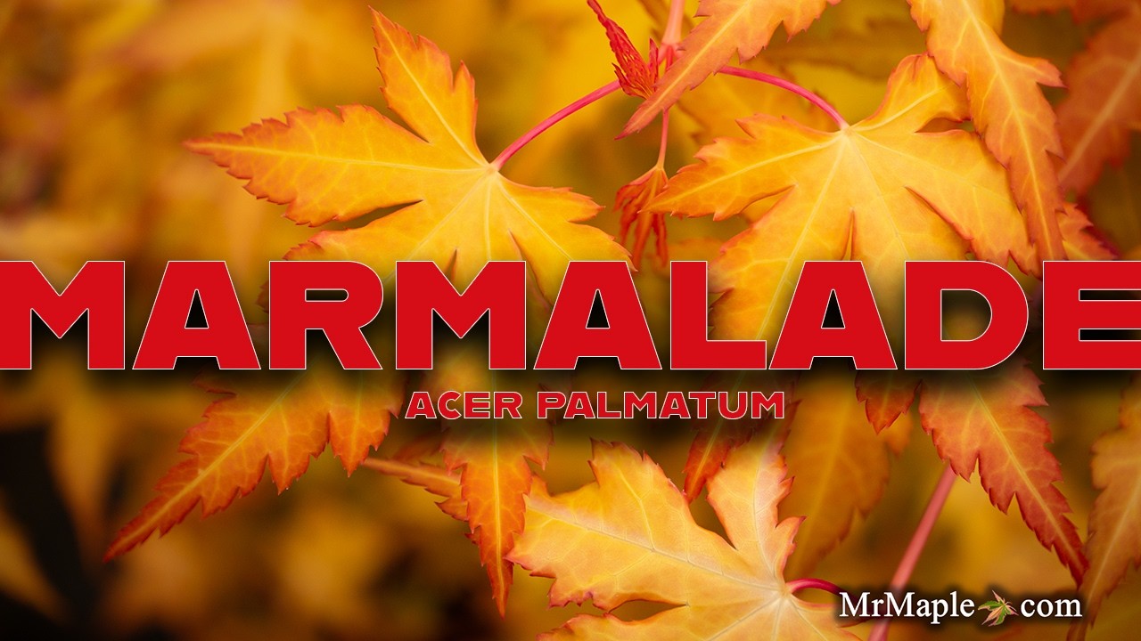 Acer palmatum 'Marmalade' - Exceptional Spring Color Retention