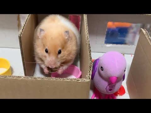HÁMSTER en LABERINTO DE CARTÓN 9 NIVELES con pajaritos, pollito y erizos | Aventuras familia humana
