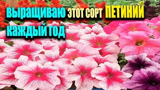 Посейте Петунию Таким Способом, Так Быстро Появятся Всходы Петунии