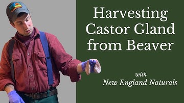 How to Remove Castor Gland and Oil Gland from a Beaver Tutorial