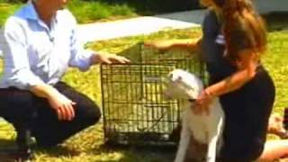 Preparing your pets for a hurricane