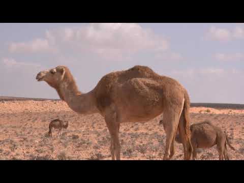 فيديو: ما هي شريحة اللحم الخالية من الدهون؟