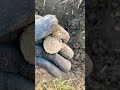 Огромная монета, которую я зацепил лопатой( #находки #монета #камрады
