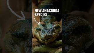 Will Smith discovered a new snake species?