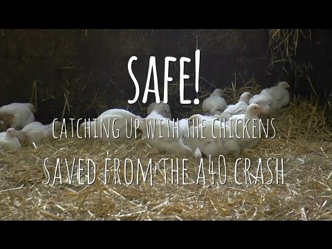 SAFE!: THE CHICKENS RESCUED FROM A HORRENDOUS ROAD CRASH