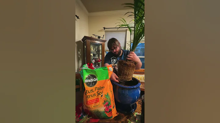 How To Grow Majesty Palms Like A Pro!